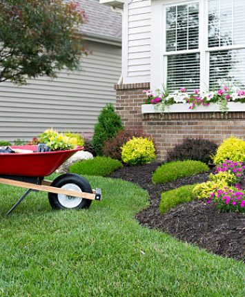 Wheelbarrow standing on a neat manicured green lawn alongside a flowerbed while planting a celosia flower garden around a house with fresh spring plants